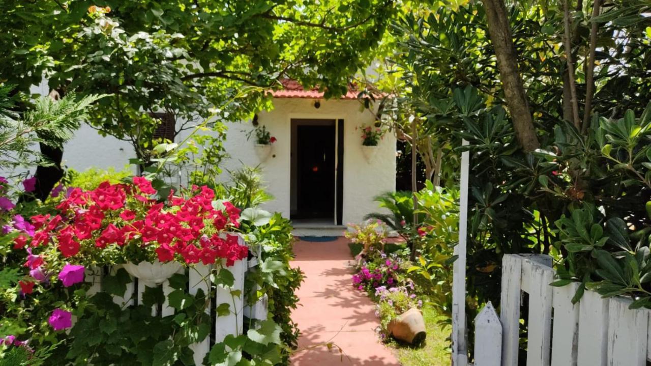 La Corte Delle Rose B&B Praia a Mare Dış mekan fotoğraf