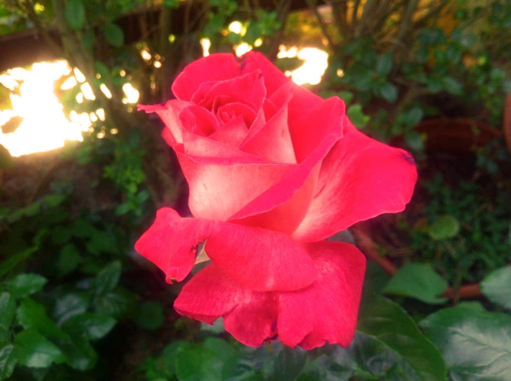 La Corte Delle Rose B&B Praia a Mare Dış mekan fotoğraf